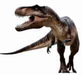 Carcharodont