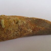 De grootte van deze spinosaurus tand is 5 cm. Het fossiel is gevonden in Marokko en komt uit het Krijt (112 – 93.5 miljoen jaar oud).