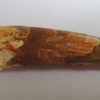 De grootte van deze spinosaurus tand is 4.5 cm. Het fossiel is gevonden in Marokko en komt uit het Krijt (112 – 93.5 miljoen jaar oud).