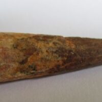 De grootte van deze spinosaurus tand is 4 cm. Het fossiel is gevonden in Marokko en komt uit het Krijt (112 – 93.5 miljoen jaar oud).