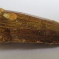 De grootte van deze spinosaurus tand is 4 cm. Het fossiel is gevonden in Marokko en komt uit het Krijt (112 – 93.5 miljoen jaar oud).