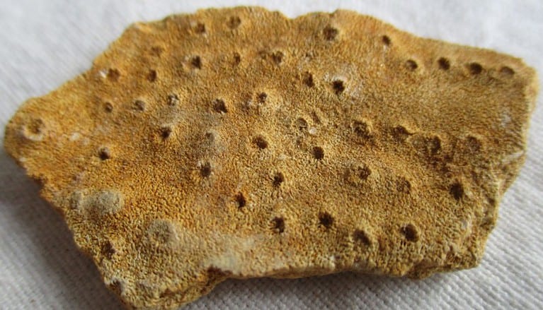 De grootte van deze koraal is 5.0 cm. Het fossiel is gevonden in Frankrijk (Peoua, Gironde) en komt uit het Burdigalien (Mioceen, 20.43 - 15.97 miljoen jaar oud).