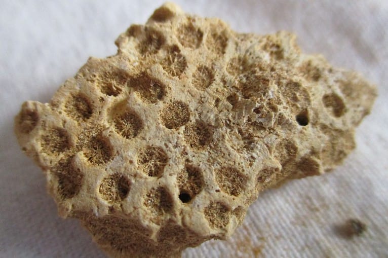 De grootte van deze koraal is 3.0 cm. Het fossiel is gevonden in Frankrijk (Peoua, Gironde) en komt uit het Burdigalien (Mioceen, 20.43 - 15.97 miljoen jaar oud).