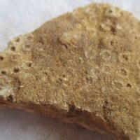 De grootte van deze koraal is 4.0 cm. Het fossiel is gevonden in Frankrijk (Peoua, Gironde) en komt uit het Burdigalien (Mioceen, 20.43 - 15.97 miljoen jaar oud).