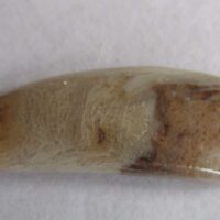 Fossil Coral Pendant