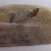 Fossil Coral Pendant