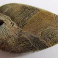 Fossil Coral Pendant