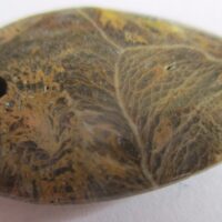 Fossil Coral Pendant