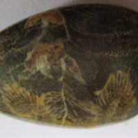 Fossil Coral Pendant