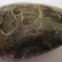 Fossil Coral Pendant