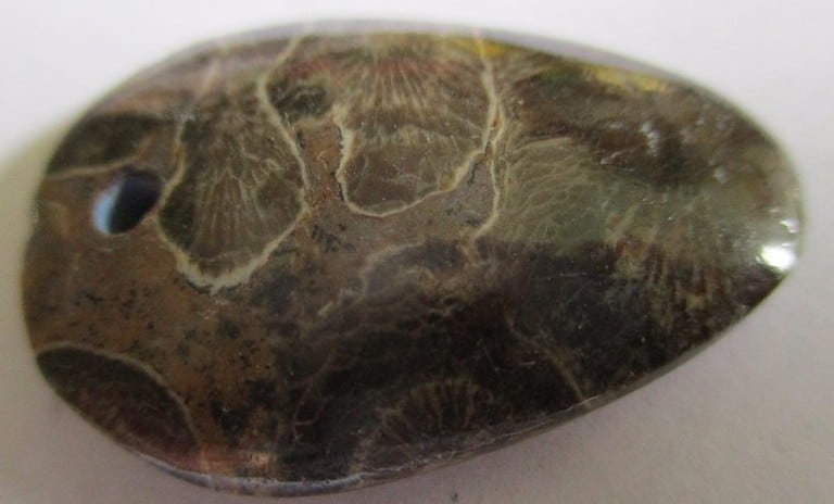 Fossil Coral Pendant