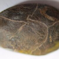 Fossil Coral Pendant