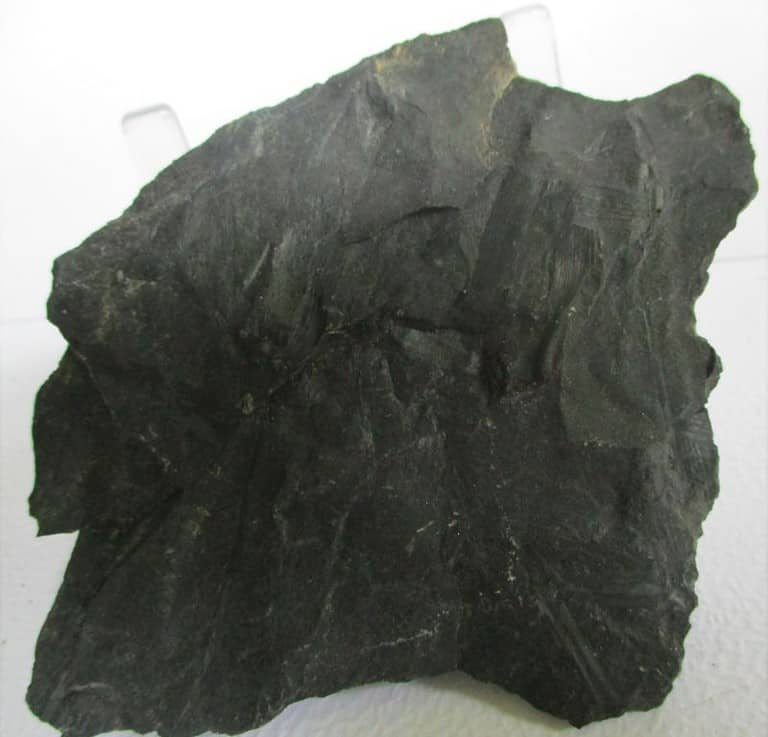 De grootte van deze fossiele stam (calamites?) is 9.0 bij 8.0 cm.