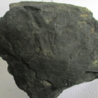 De grootte van deze fossiele stam (calamites?) is 9.0 bij 8.0 cm.