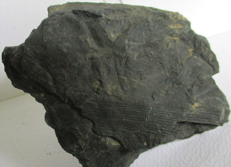 De grootte van deze fossiele stam (calamites?) is 9.0 bij 8.0 cm.