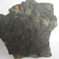 De grootte van deze fossiele stam (calamites?) is 12.0 bij 11.0 cm.