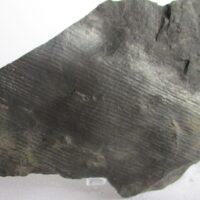 De grootte van deze fossiele stam (calamites?) is 11.0 bij 7.0 cm.