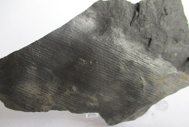 De grootte van deze fossiele stam (calamites?) is 11.0 bij 7.0 cm.
