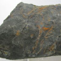 De grootte van deze fossiele planten (div) is 7.0 bij 6.0 cm.
