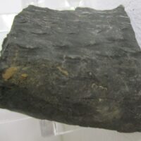 De grootte van deze fossiele stam (lycopods?) is 5.0 bij 4.0 cm.