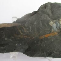 De grootte van deze fossiele planten (div) is 10.0 bij 5.0 cm.