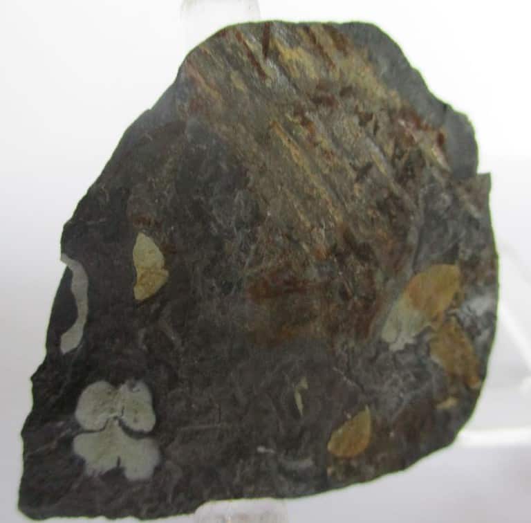 Fossil Plants (div) - Image 2