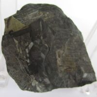 Fossil Plants (div)