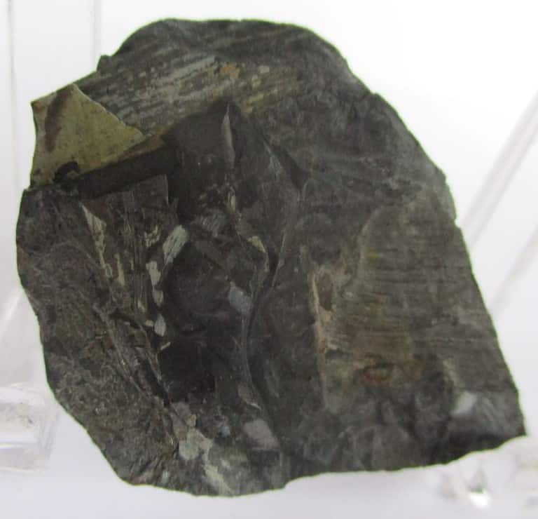 Fossil Plants (div)