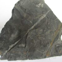 Fossil Plants (div)