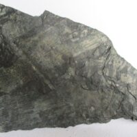 De grootte van deze fossiele stam (calamites?) is 14.0 bij 10.0 cm.
