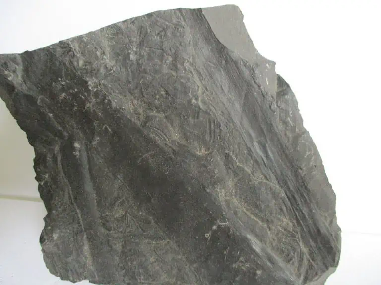 De grootte van deze fossiele stam (?) is 10.0 bij 10.0 cm.