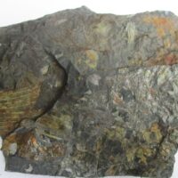 De grootte van deze fossiele planten (div) is 12.0 bij 9.0 cm.