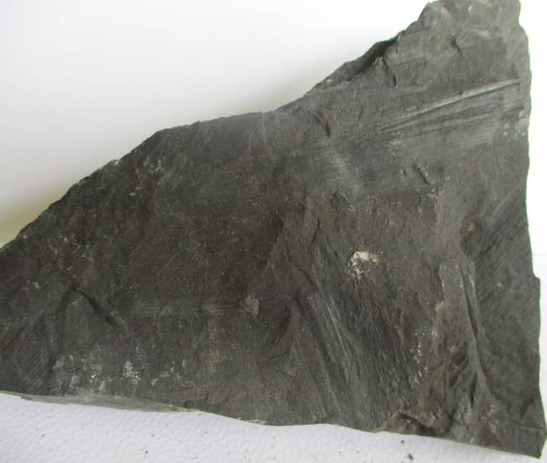 De grootte van deze fossiele stam calamites is 10.0 bij 8.0 cm.