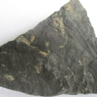 Fossil Stem Calamites