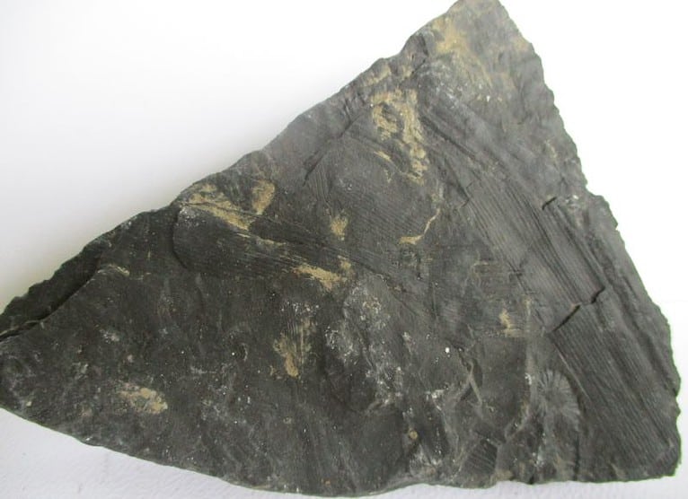 De grootte van deze fossiele stam calamites is 10.0 bij 8.0 cm.