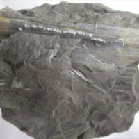 Fossil Plants (div)