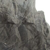 Fossil Plants (div)