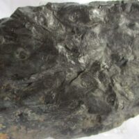 De grootte van deze fossiele stam (?) is 7.0 bij 5.0 cm. Het fossiel is gevonden in Nederland (staatsmijn Hendrick - Brumssum) en komt uit het Carboon (Westphalian; 313 - 304 miljoen jaar oud).