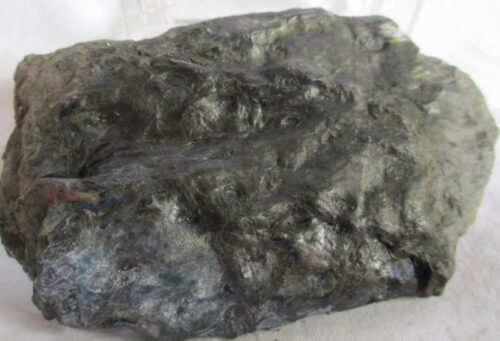 De grootte van deze fossiele stam (?) is 7.0 bij 5.0 cm. Het fossiel is gevonden in Nederland (staatsmijn Hendrick - Brumssum) en komt uit het Carboon (Westphalian; 313 - 304 miljoen jaar oud).