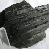 De grootte van deze fossiele stam (?) is 7.0 bij 5.0 cm. Het fossiel is gevonden in Nederland (staatsmijn Hendrick - Brumssum) en komt uit het Carboon (Westphalian; 313 - 304 miljoen jaar oud).