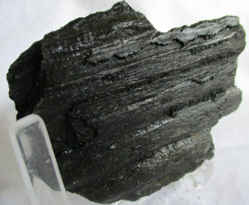 De grootte van deze fossiele stam (?) is 7.0 bij 5.0 cm. Het fossiel is gevonden in Nederland (staatsmijn Hendrick - Brumssum) en komt uit het Carboon (Westphalian; 313 - 304 miljoen jaar oud).