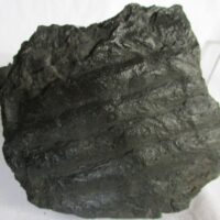 Fossil Calamites (Horsetails Tree?)