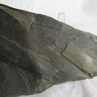 De grootte van deze fossiele cordaïtes (meerdere) is 10.0 bij 6.0 cm. Het fossiel is gevonden in Nederland (staatsmijn Hendrick - Brumssum) en komt uit het Carboon (Westphalian; 313 - 304 miljoen jaar oud).