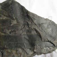 De grootte van deze fossiele planten (e.g., Cordaïtes ) is 6.0 bij 6.0 cm. Het fossiel is gevonden in Nederland (staatsmijn Hendrick - Brumssum) en komt uit het Carboon (Westphalian; 313 - 304 miljoen jaar oud).