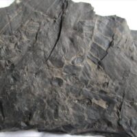 De grootte van deze fossiele planten (e.g., Neuropteris, Cordaïtes ) is 10.0 bij 7.0 cm. Het fossiel is gevonden in Nederland (staatsmijn Hendrick - Brumssum) en komt uit het Carboon (Westphalian; 313 - 304 miljoen jaar oud).