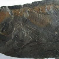 Fossil Calamites (Horsetails Tree)