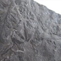 De grootte van deze fossiele planten (o.a. asterophyllites) is 5.0 bij 4.0 cm. Het fossiel is gevonden in Nederland (staatsmijn Hendrick - Brumssum) en komt uit het Carboon (Westphalian; 313 - 304 miljoen jaar oud).