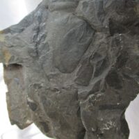 De grootte van deze fossiele planten (div) is 6.0 bij 6.0 cm. Het fossiel is gevonden in Nederland (staatsmijn Hendrick - Brumssum) en komt uit het Carboon (Westphalian; 313 - 304 miljoen jaar oud).