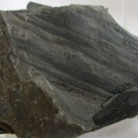 De grootte van deze fossiele cordaïtes is 5.0 bij 3.0 cm. Het fossiel is gevonden in Nederland (staatsmijn Hendrick - Brumssum) en komt uit het Carboon (Westphalian; 313 - 304 miljoen jaar oud).