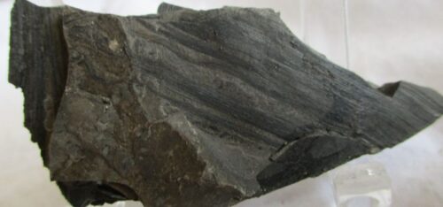 De grootte van deze fossiele cordaïtes is 5.0 bij 3.0 cm. Het fossiel is gevonden in Nederland (staatsmijn Hendrick - Brumssum) en komt uit het Carboon (Westphalian; 313 - 304 miljoen jaar oud).